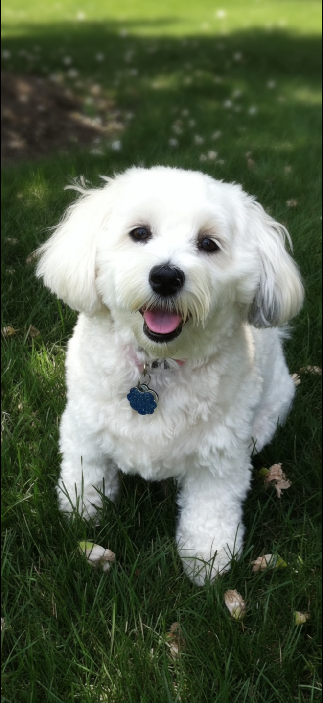 Custom Listing - Pet Necklace